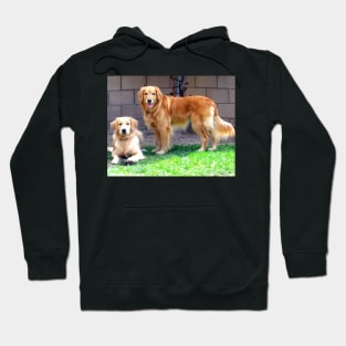 Two Golden Retriever Dogs Hoodie